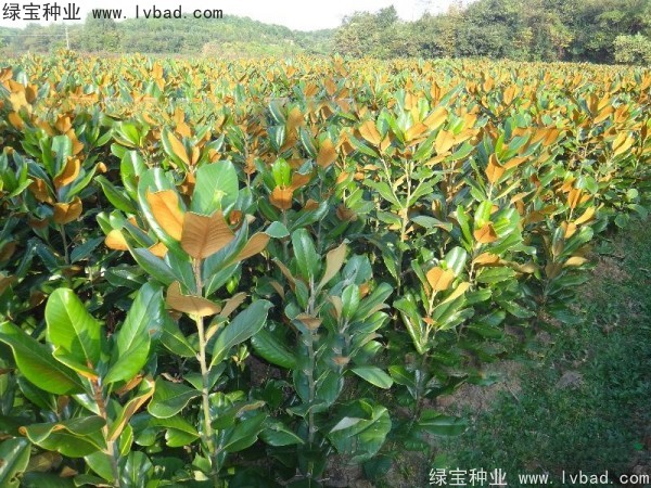 廣<a href='http://njszjj.com/linmuzhongzi/1813.html' target='_blank'>玉蘭種子</a>