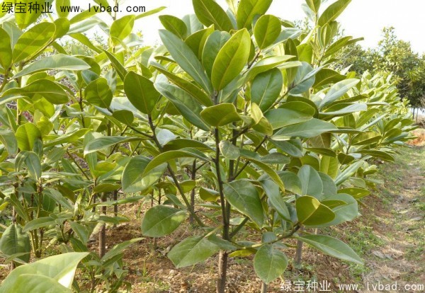 <a href='http://njszjj.com/linmuzhongzi/1770.html' target='_blank'>廣玉蘭種子</a>