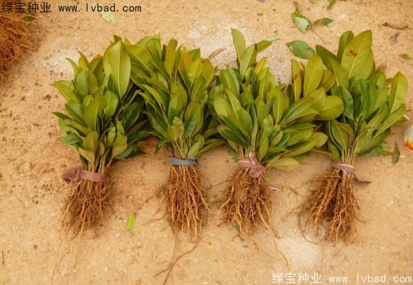 <a href='http://njszjj.com/linmuzhongzi/1770.html' target='_blank'>廣玉蘭種子</a>