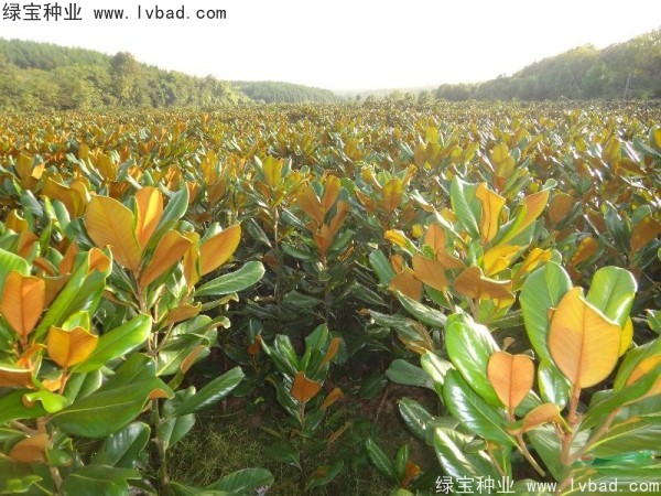 廣<a href='http://njszjj.com/linmuzhongzi/1813.html' target='_blank'>玉蘭</a><a href='http://njszjj.com/' target='_blank'>種子</a>