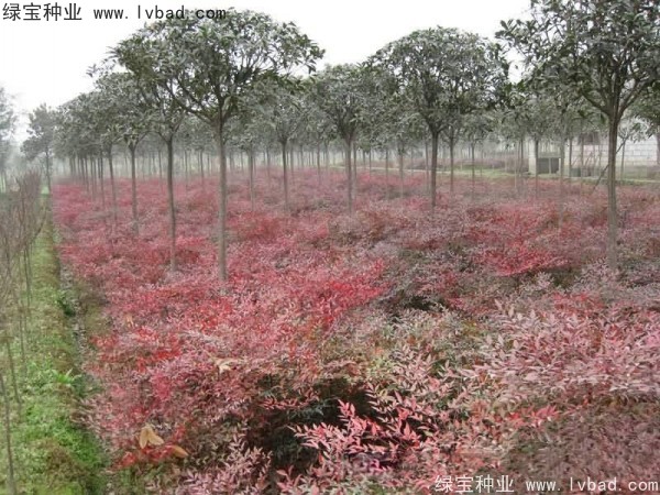<a href='http://njszjj.com/linmuzhongzi/1772.html' target='_blank'>南天竹種子</a>