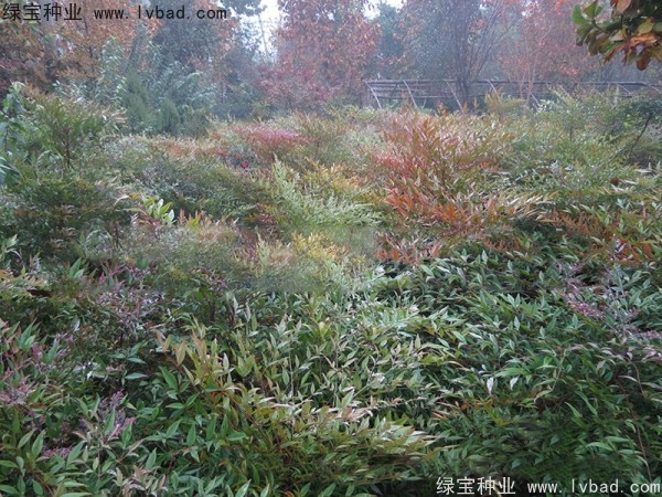 <a href='http://njszjj.com/linmuzhongzi/1772.html' target='_blank'>南天竹種子</a>