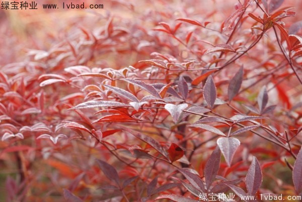 <a href='http://njszjj.com/linmuzhongzi/1772.html' target='_blank'>南天竹</a><a href='http://njszjj.com/' target='_blank'>種子</a>