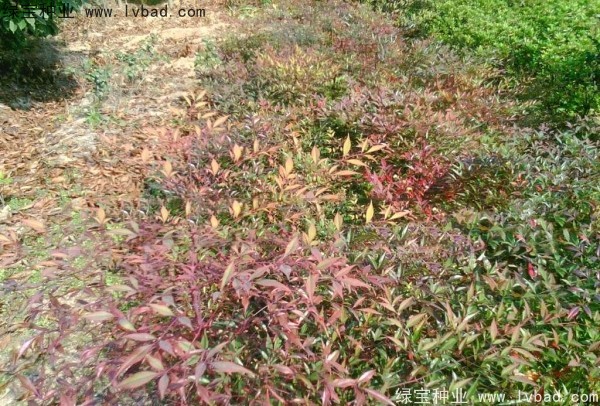 <a href='http://njszjj.com/linmuzhongzi/1772.html' target='_blank'>南天竹種子</a>