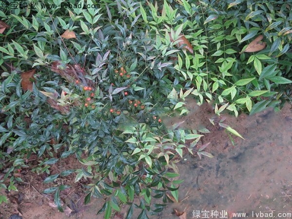 南天竹<a href='http://njszjj.com/' target='_blank'>種子</a>