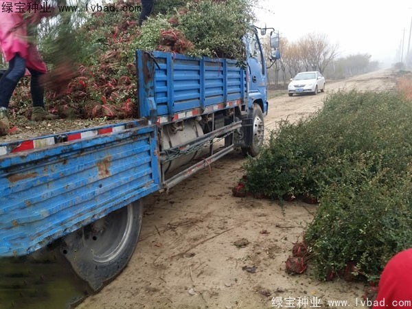<a href='http://njszjj.com/linmuzhongzi/1773.html' target='_blank'>火棘種子</a>