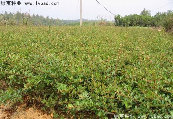 <a href='http://njszjj.com/linmuzhongzi/1773.html' target='_blank'>火棘</a><a href='http://njszjj.com/' target='_blank'>種子</a>