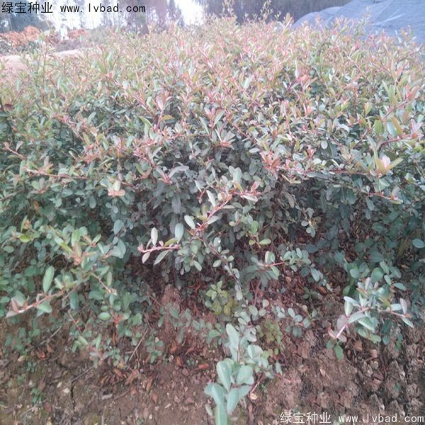 <a href='http://njszjj.com/linmuzhongzi/1773.html' target='_blank'>火棘種子</a>