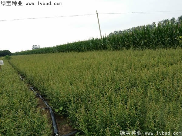火棘<a href='http://njszjj.com/' target='_blank'>種子</a>