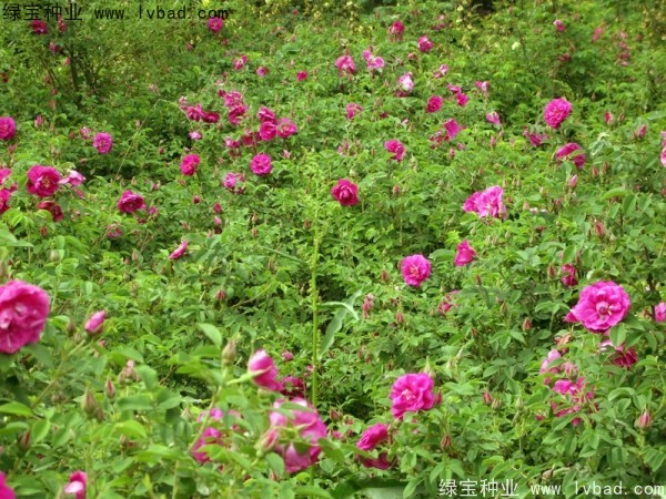 <a href='http://njszjj.com/linmuzhongzi/1774.html' target='_blank'>紅刺梅種子</a>