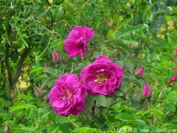 <a href='http://njszjj.com/linmuzhongzi/1774.html' target='_blank'>紅刺梅種子</a>