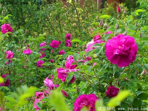 <a href='http://njszjj.com/linmuzhongzi/1774.html' target='_blank'>紅刺梅種子</a>