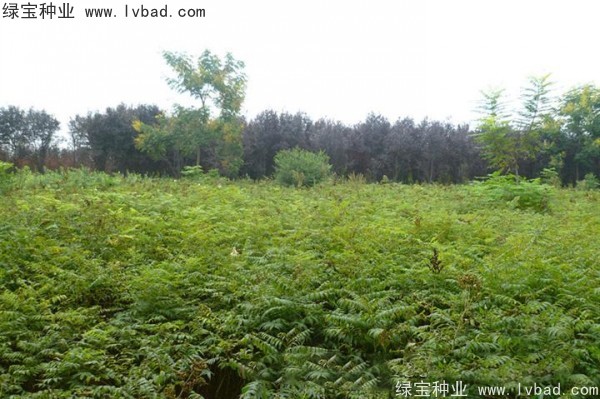 <a href='http://njszjj.com/linmuzhongzi/1775.html' target='_blank'>珍珠梅種子</a>