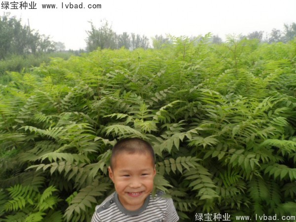 <a href='http://njszjj.com/linmuzhongzi/1775.html' target='_blank'>珍珠梅</a><a href='http://njszjj.com/' target='_blank'>種子</a>