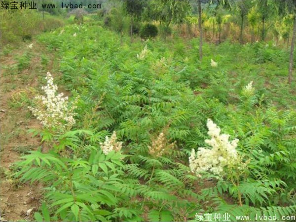 <a href='http://njszjj.com/linmuzhongzi/1775.html' target='_blank'>珍珠梅種子</a>