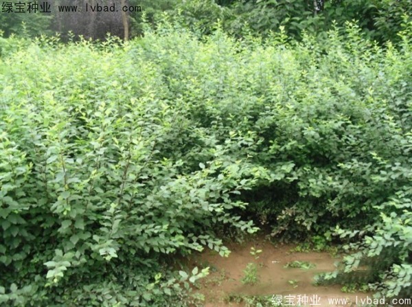 珍珠梅<a href='http://njszjj.com/' target='_blank'>種子</a>