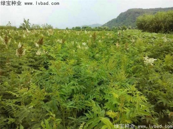 <a href='http://njszjj.com/linmuzhongzi/1775.html' target='_blank'>珍珠梅種子</a>