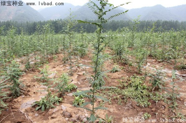 <a href='http://njszjj.com/linmuzhongzi/1776.html' target='_blank'>皂角種子</a>