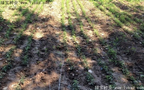<a href='http://njszjj.com/linmuzhongzi/1776.html' target='_blank'>皂角種子</a>