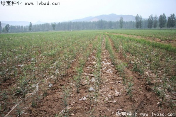 <a href='http://njszjj.com/linmuzhongzi/1776.html' target='_blank'>皂角</a><a href='http://njszjj.com/' target='_blank'>種子</a>