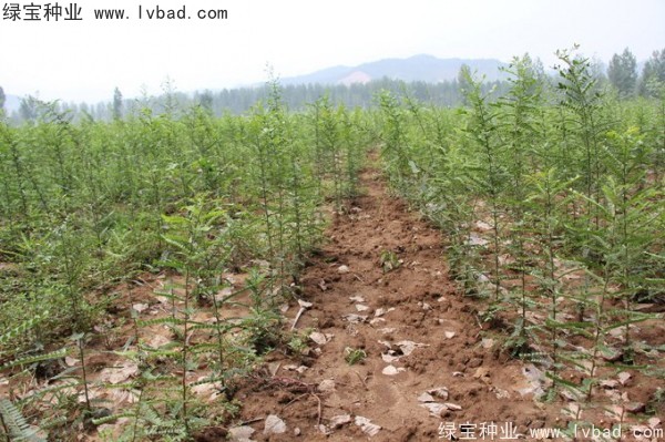 <a href='http://njszjj.com/linmuzhongzi/1776.html' target='_blank'>皂角</a><a href='http://njszjj.com/' target='_blank'>種子</a>