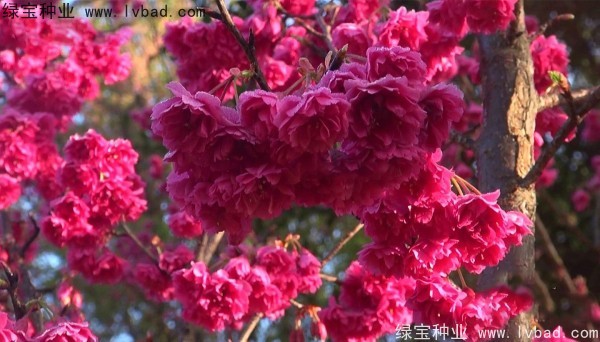 櫻花<a href='http://njszjj.com/' target='_blank'>種子</a>