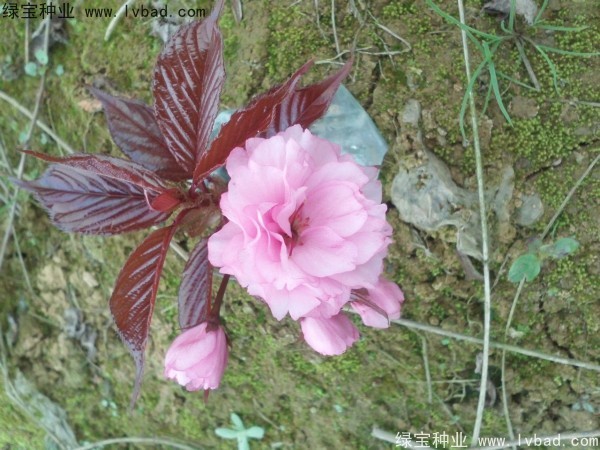 <a href='http://njszjj.com/linmuzhongzi/1777.html' target='_blank'>櫻花種子</a>