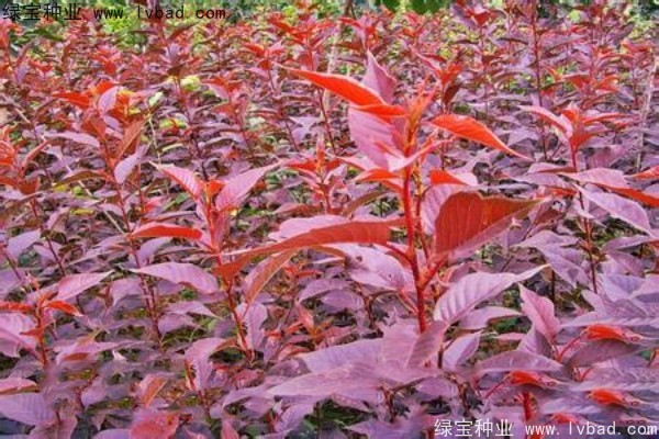 <a href='http://njszjj.com/linmuzhongzi/1777.html' target='_blank'>櫻花種子</a>