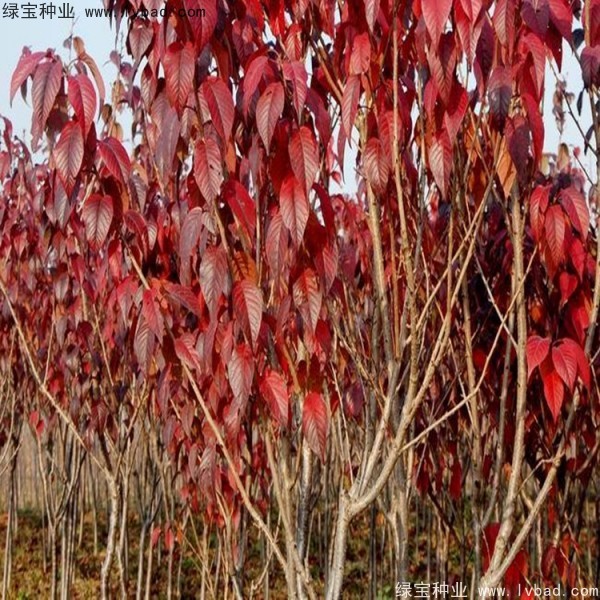 櫻花<a href='http://njszjj.com/' target='_blank'>種子</a>