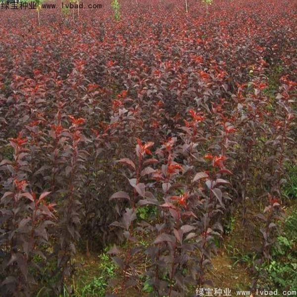 <a href='http://njszjj.com/linmuzhongzi/1777.html' target='_blank'>櫻花種子</a>