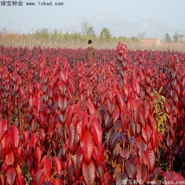 櫻花<a href='http://njszjj.com/' target='_blank'>種子</a>