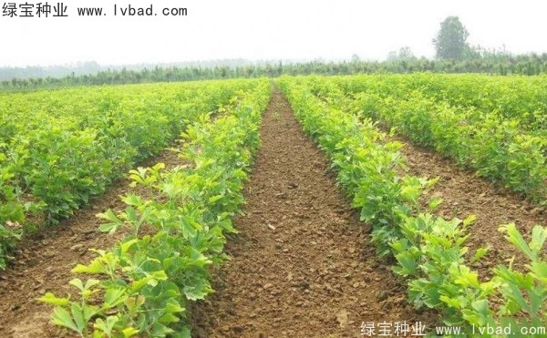 <a href='http://njszjj.com/linmuzhongzi/1778.html' target='_blank'>銀杏種子</a>