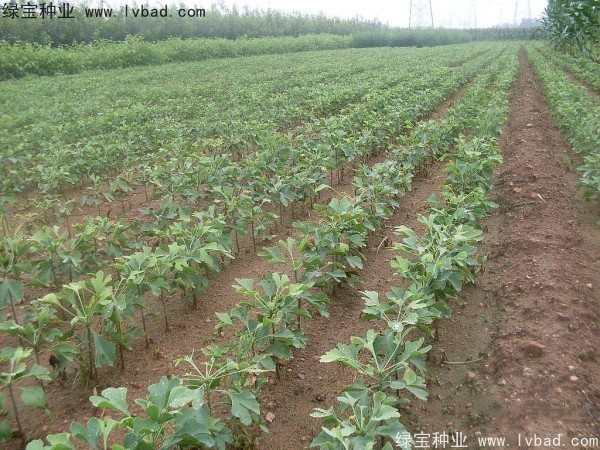銀杏<a href='http://njszjj.com/' target='_blank'>種子</a>