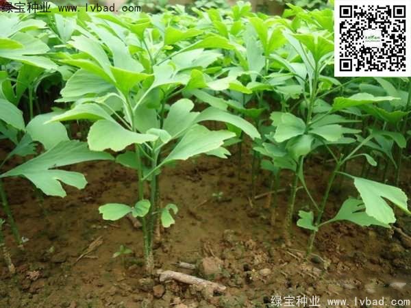 <a href='http://njszjj.com/linmuzhongzi/1778.html' target='_blank'>銀杏種子</a>