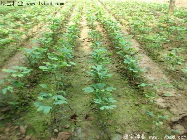 <a href='http://njszjj.com/linmuzhongzi/1778.html' target='_blank'>銀杏種子</a>