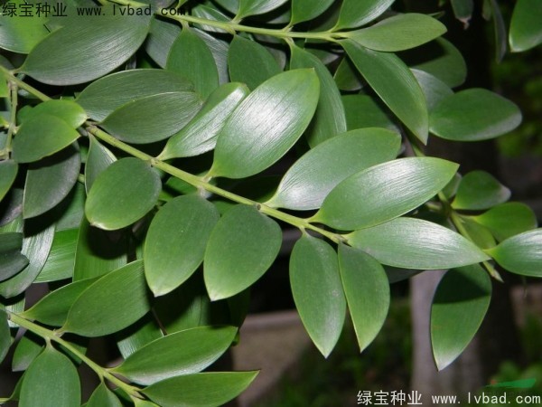 <a href='http://njszjj.com/linmuzhongzi/1779.html' target='_blank'>竹柏種子</a>