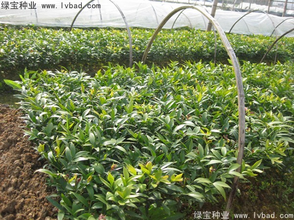 <a href='http://njszjj.com/linmuzhongzi/1779.html' target='_blank'>竹柏種子</a>