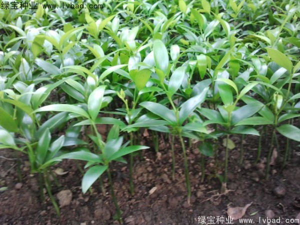 竹柏<a href='http://njszjj.com/' target='_blank'>種子</a>