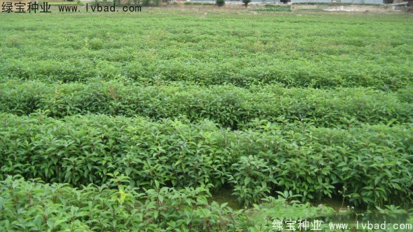 香樟樹<a href='http://njszjj.com/' target='_blank'>種子</a>