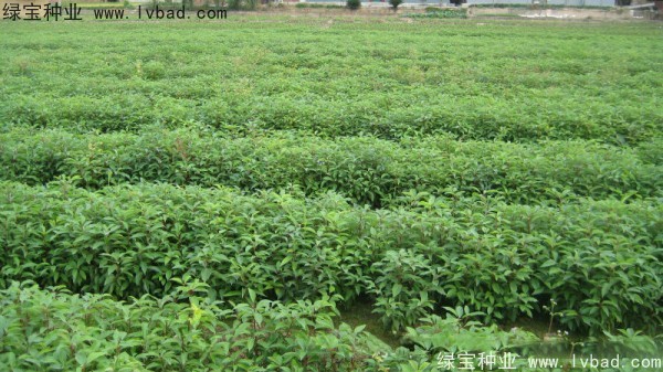 香樟樹<a href='http://njszjj.com/' target='_blank'>種子</a>