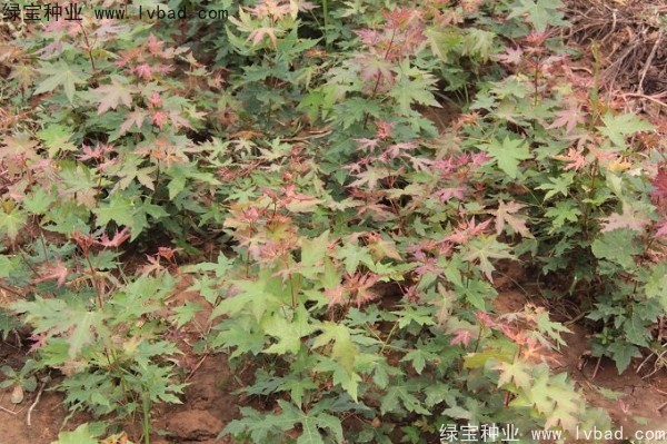<a href='http://njszjj.com/linmuzhongzi/1781.html' target='_blank'>五角楓種子</a>
