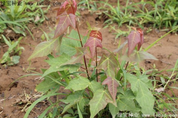 <a href='http://njszjj.com/linmuzhongzi/1781.html' target='_blank'>五角楓種子</a>