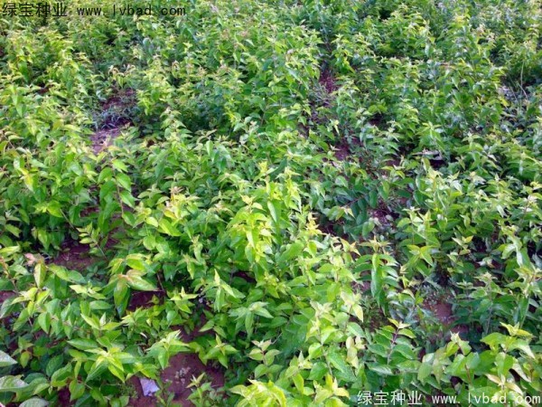 <a href='http://njszjj.com/linmuzhongzi/1782.html' target='_blank'>金銀木種子</a>