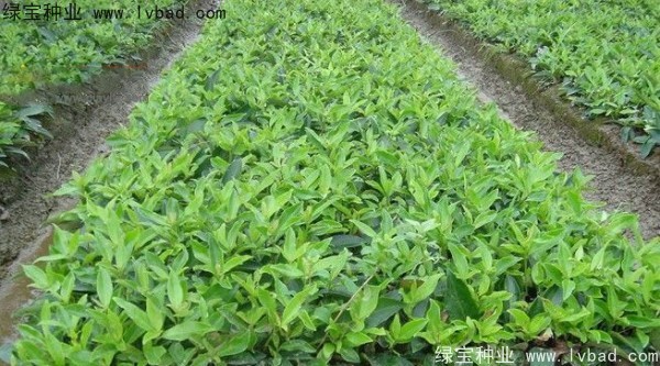 金銀木<a href='http://njszjj.com/' target='_blank'>種子</a>