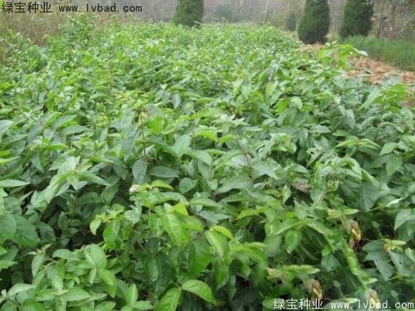 金銀木<a href='http://njszjj.com/' target='_blank'>種子</a>