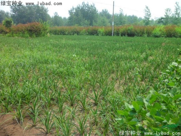 劍麻<a href='http://njszjj.com/' target='_blank'>種子</a>