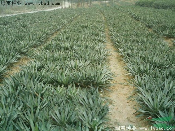 <a href='http://njszjj.com/linmuzhongzi/1783.html' target='_blank'>劍麻種子</a>