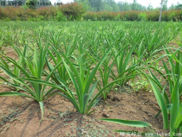 <a href='http://njszjj.com/linmuzhongzi/1783.html' target='_blank'>劍麻種子</a>