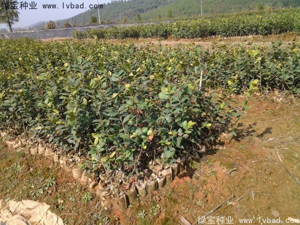 紅花<a href='http://njszjj.com/linmuzhongzi/2252.html' target='_blank'>油茶種子</a>