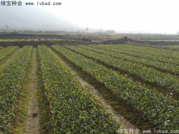 <a href='http://njszjj.com/linmuzhongzi/1784.html' target='_blank'>紅花油茶種子</a>